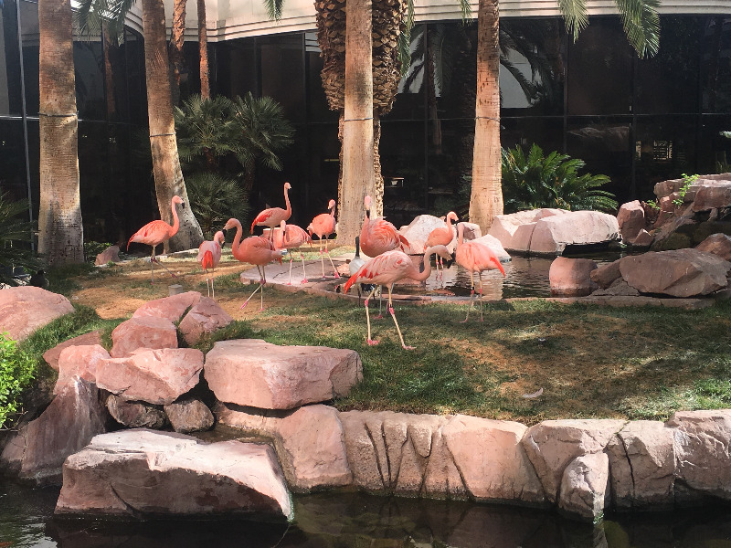 Flamigos at the Flamingo