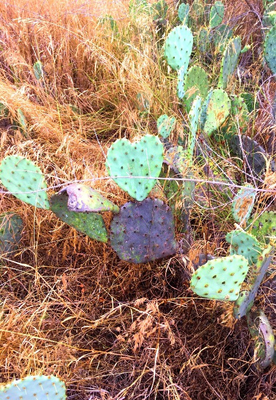 Cacti at Inks Lake